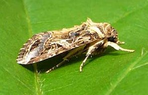 Spodoptera-litteralis-1.jpg